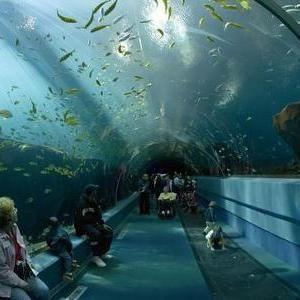 水族館工作怎么樣知乎（水族館飼養員工作待遇如何）