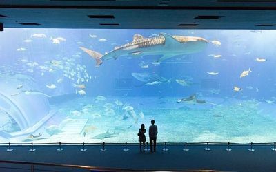 水族館工作怎么樣知乎（水族館飼養(yǎng)員工作待遇如何）