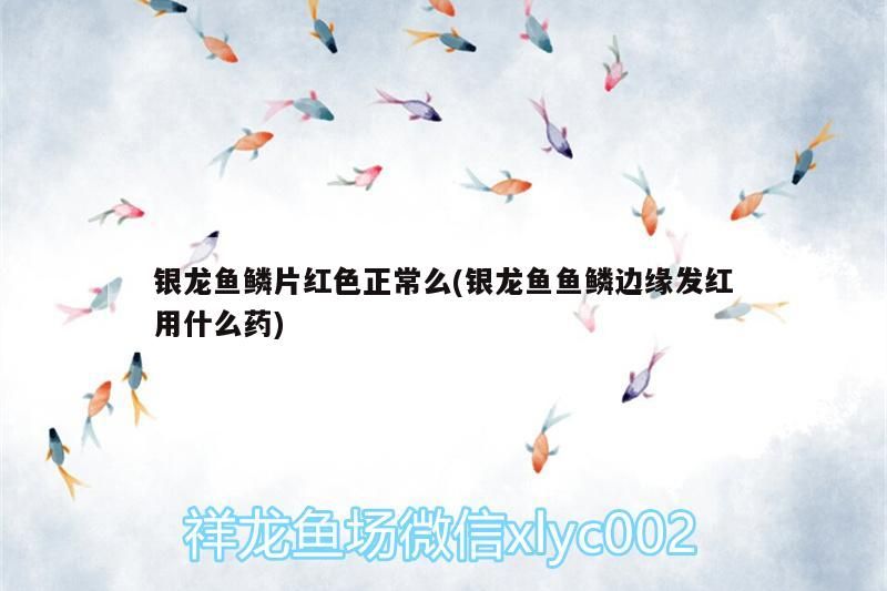 銀龍魚鱗片紅色正常么(銀龍魚魚鱗邊緣發紅用什么藥)