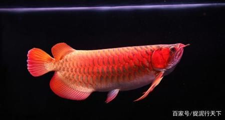 日本紅龍魚