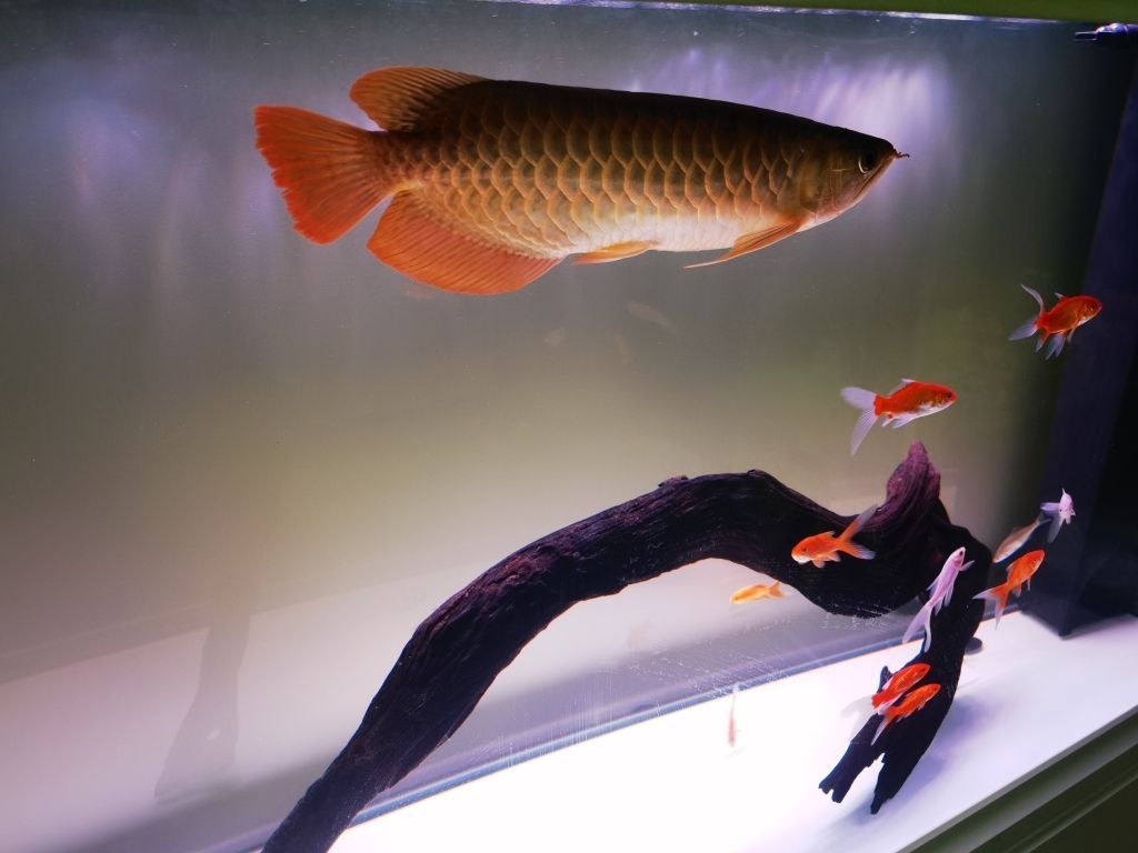 魟魚生長緩慢的原因：魟魚生長緩慢可能由以下幾個(gè)原因引起[需手動(dòng)填充]魚生長緩慢的原因