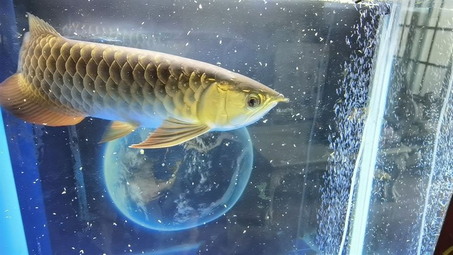 魟魚生長緩慢的原因：魟魚生長緩慢可能由以下幾個(gè)原因引起[需手動(dòng)填充]魚生長緩慢的原因