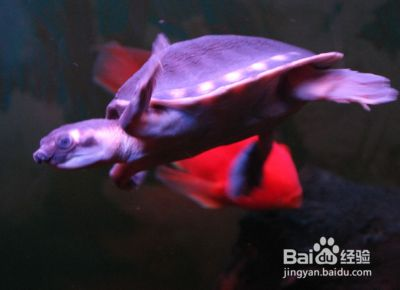 豬鼻龜的食物鸚鵡魚遲可以嗎：豬鼻龜吃鸚鵡魚嗎