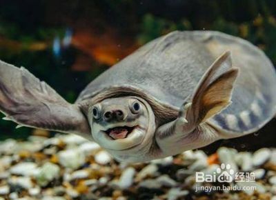 豬鼻龜的食物鸚鵡魚遲可以嗎：豬鼻龜吃鸚鵡魚嗎
