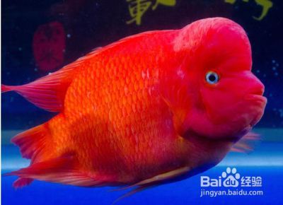 豬鼻龜的食物鸚鵡魚遲可以嗎：豬鼻龜吃鸚鵡魚嗎