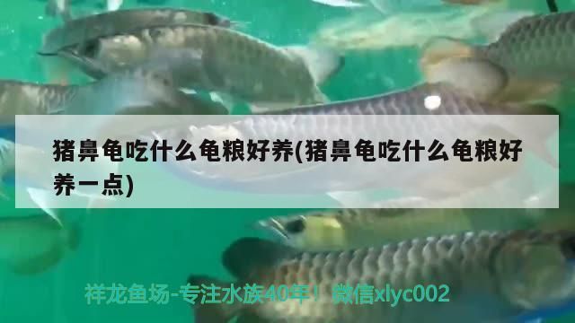 豬鼻龜吃什么龜糧好養(豬鼻龜吃什么龜糧好養一點)