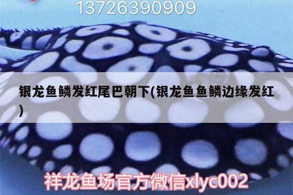 銀龍魚鱗發紅尾巴朝下(銀龍魚魚鱗邊緣發紅)