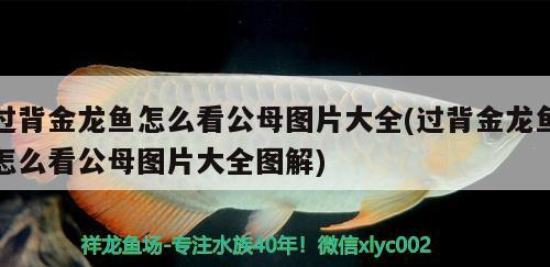 過背金龍魚怎么看公母圖片大全(過背金龍魚怎么看公母圖片大全圖解)