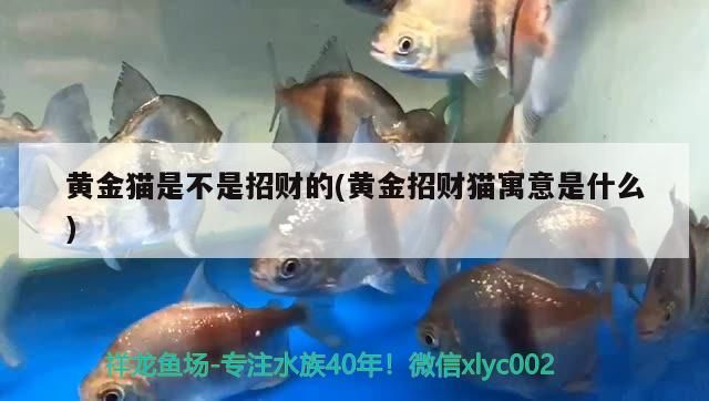 黃金貓是不是招財的(黃金招財貓寓意是什么) 黃金貓是不是招財的(黃金招財貓寓意是什么) 黃金貓魚百科