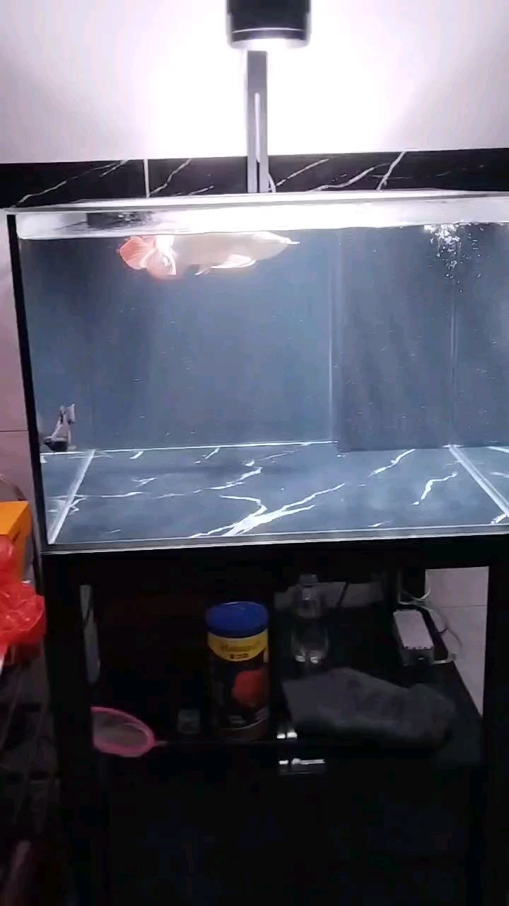 喜歡就好 喜歡就好 龍魚論壇
