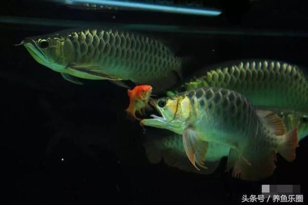 龍魚尾巴散開vs祥龍魚場：“龍魚尾巴散開”和“祥龍魚場”的區別對比