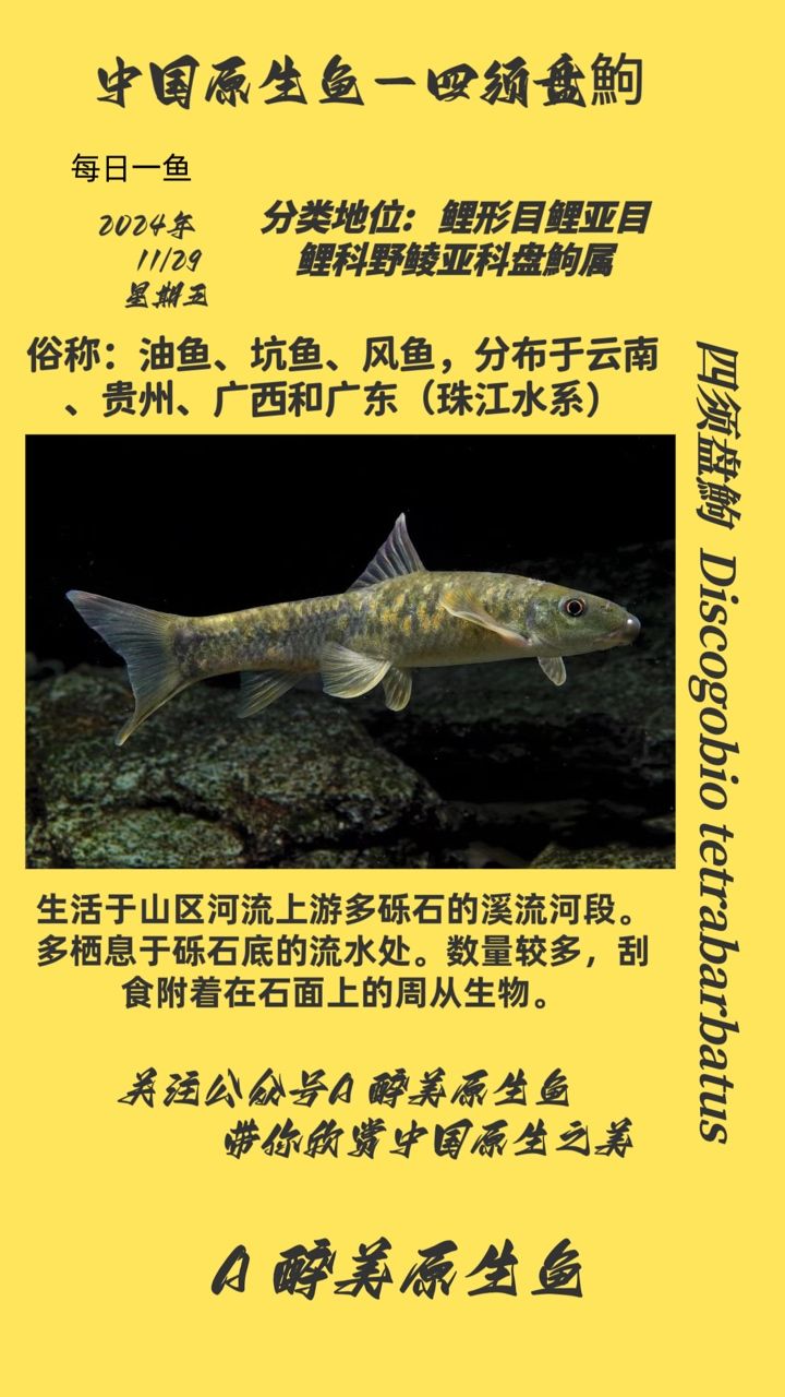 四須盤鮈 四須盤鮈 龍魚論壇