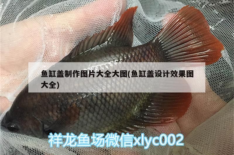 我的虎魚真菌感染了要怎么處理 魚缸蓋制作圖片大全大圖(魚缸蓋設計效果圖大全) iwish愛唯希品牌魚缸 魚缸蓋制作圖片大全大圖(魚缸蓋設計效果圖大全) 魚缸蓋制作圖片大全大圖(魚缸蓋設計效果圖大全) iwish愛唯希品牌魚缸