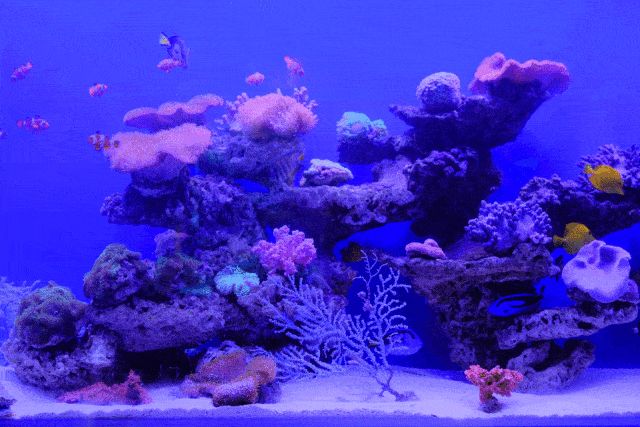 3d水族館動態壁紙 v2.5.2安卓版（3d水族館動態壁紙）