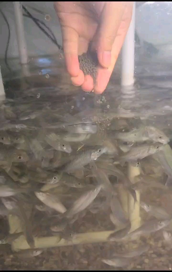 盈江結(jié)魚