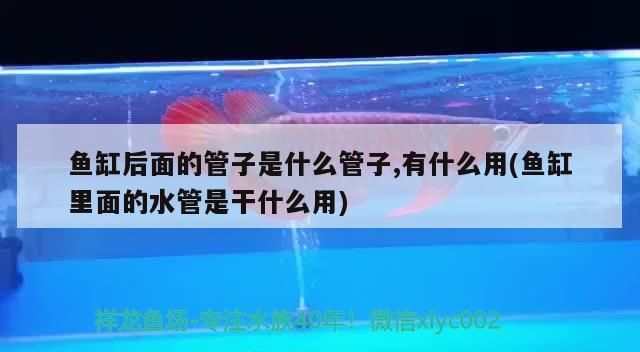 魚缸后面的管子是什么管子,有什么用(魚缸里面的水管是干什么用)