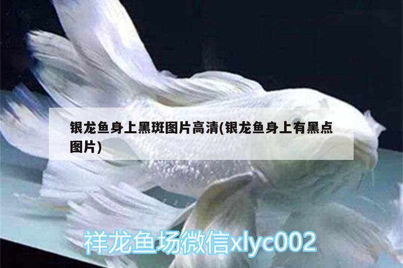 觀賞魚 銀龍魚身上黑斑圖片高清(銀龍魚身上有黑點圖片) 銀龍魚百科 銀龍魚身上黑斑圖片高清(銀龍魚身上有黑點圖片) 銀龍魚身上黑斑圖片高清(銀龍魚身上有黑點圖片) 銀龍魚百科
