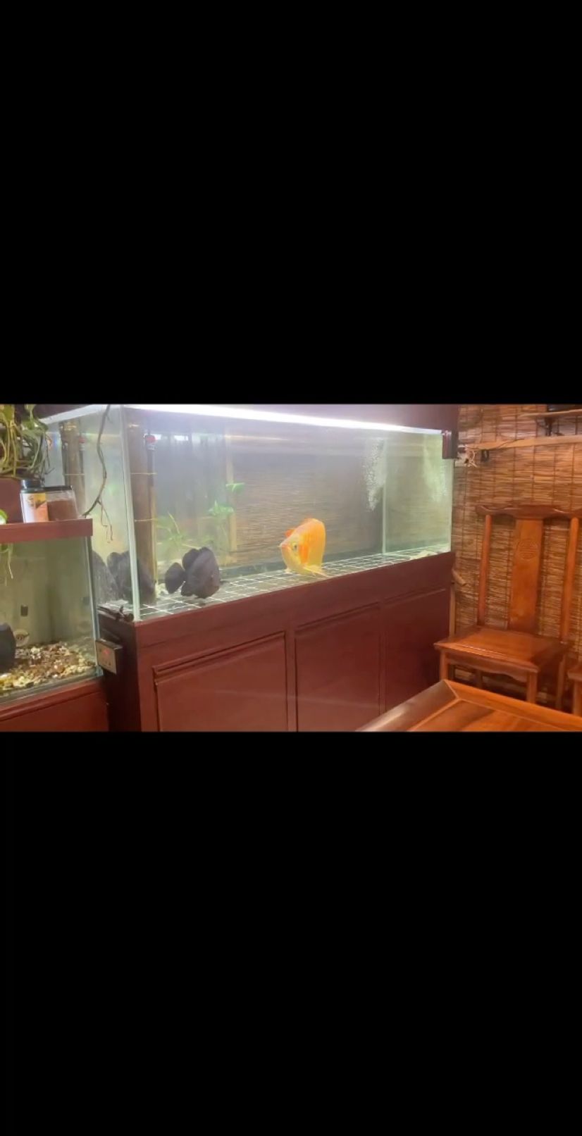 品茶觀魚漫人生 靜夜茶濃魚悠然 一根煙壓下所有 一首歌釋放內心