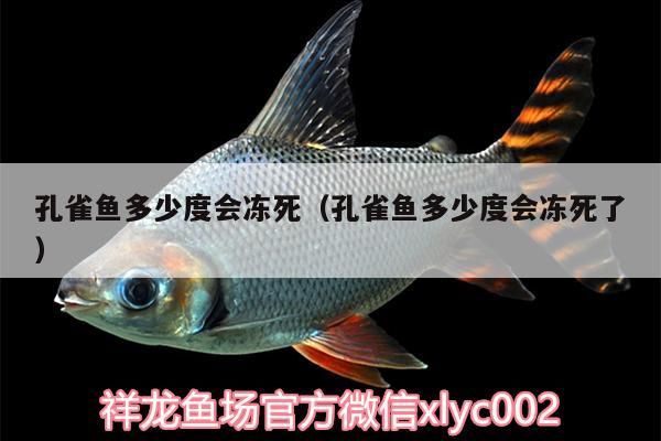 孔雀魚多少度會凍死（孔雀魚多少度會凍死了）