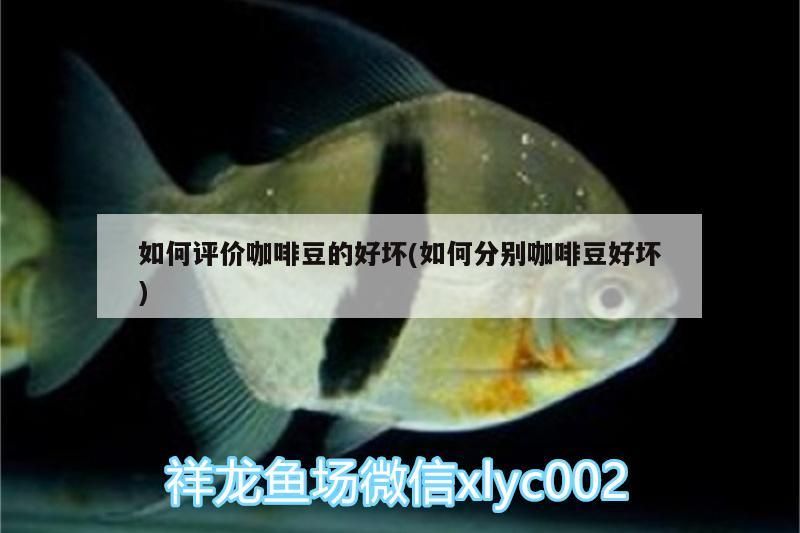 如何評價(jià)咖啡豆的好壞(如何分別咖啡豆好壞) 如何評價(jià)咖啡豆的好壞(如何分別咖啡豆好壞) 馬來西亞咖啡