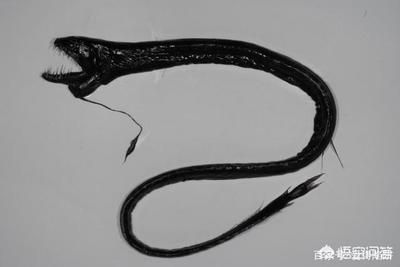 深海紅龍魚(yú)：深海紅龍魚(yú)的品種分類如何辨別深海紅龍魚(yú)的品種分類