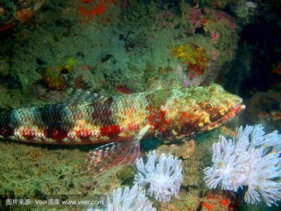 深海紅龍魚：深海紅龍魚的品種分類如何辨別深海紅龍魚的品種分類