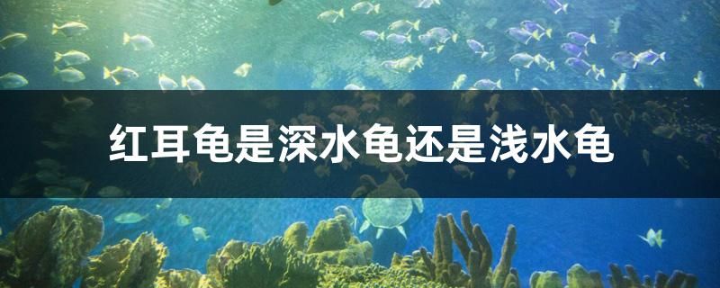 紅耳龜是深水龜還是淺水龜