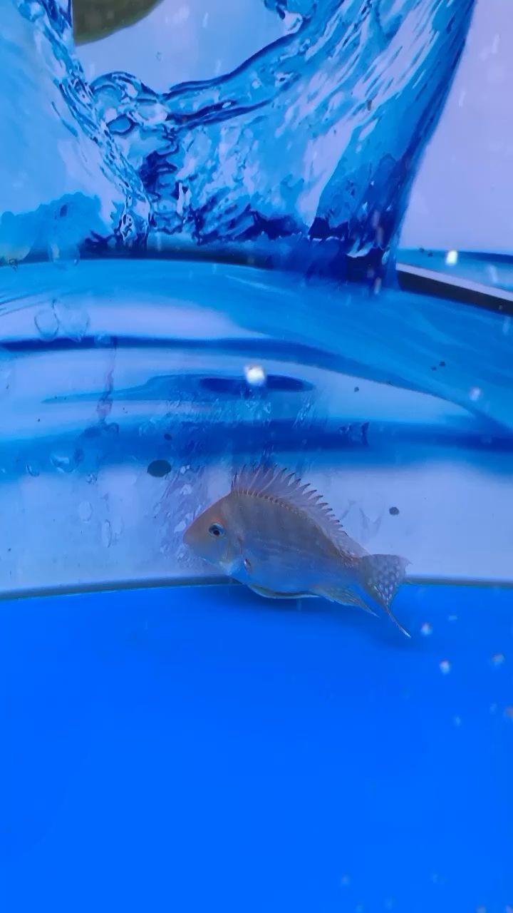 大神們幫我看看這是進口元寶鳳凰嗎