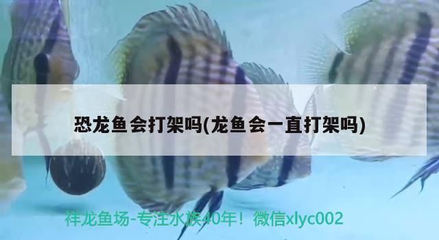 龍魚打架會不會打死vs祥龍魚場：如何預防龍魚打架