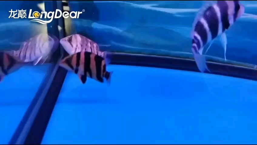 轉發606