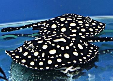 魟魚品相遺傳母魚多:關于魟魚的品相遺傳