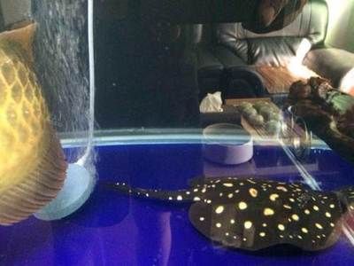 魟魚品相遺傳母魚多：關于魟魚的品相遺傳