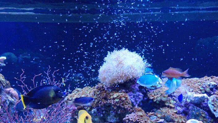 水族館動態壁紙漢化版（3d水族館動態壁紙漢化版） 水族館動態壁紙漢化版（3d水族館動態壁紙漢化版） 水族館百科（水族館加盟） 第4張