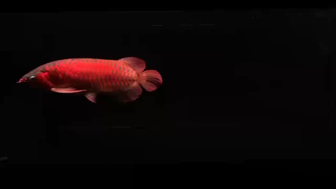 沒人能阻止龍魚的誘惑