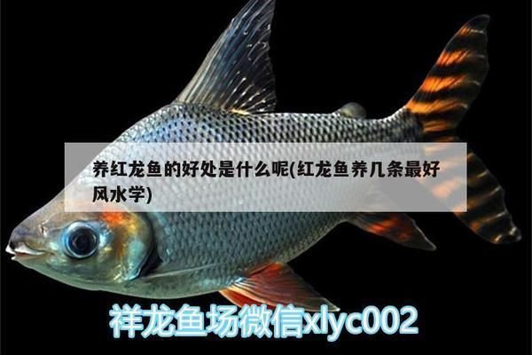 養(yǎng)紅龍魚的好處和壞處有哪些：養(yǎng)殖紅龍魚的注意事項(xiàng)