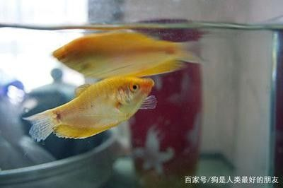 龍魚多少水溫合適繁殖呢