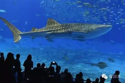 國(guó)內(nèi)好的水族館（中國(guó)國(guó)內(nèi)部分優(yōu)秀的水族館）