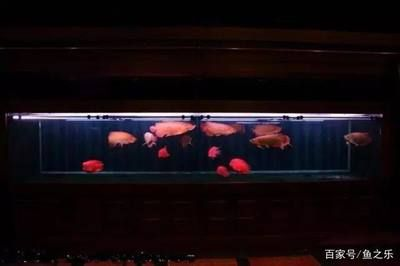 紅龍魚背景選什么顏色好看:紅龍魚的背景顏色及其效果 紅龍魚百科 第2張 紅龍魚背景選什么顏色好看:紅龍魚的背景顏色及其效果 紅龍魚背景選什么顏色好看:紅龍魚的背景顏色及其效果 紅龍魚百科 第2張