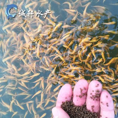 公園的觀賞魚好像草魚一樣（城市公園中的水生生態(tài)系統(tǒng)城市公園中的觀賞魚與觀賞魚的區(qū)別） 公園的觀賞魚好像草魚一樣（城市公園中的水生生態(tài)系統(tǒng)城市公園中的觀賞魚與觀賞魚的區(qū)別） 吉印水族 第3張