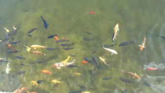 公園的觀賞魚好像草魚一樣(城市公園中的水生生態(tài)系統(tǒng)城市公園中的觀賞魚與觀賞魚的區(qū)別) 吉印水族 第4張 公園的觀賞魚好像草魚一樣(城市公園中的水生生態(tài)系統(tǒng)城市公園中的觀賞魚與觀賞魚的區(qū)別) 公園的觀賞魚好像草魚一樣(城市公園中的水生生態(tài)系統(tǒng)城市公園中的觀賞魚與觀賞魚的區(qū)別) 吉印水族 第4張