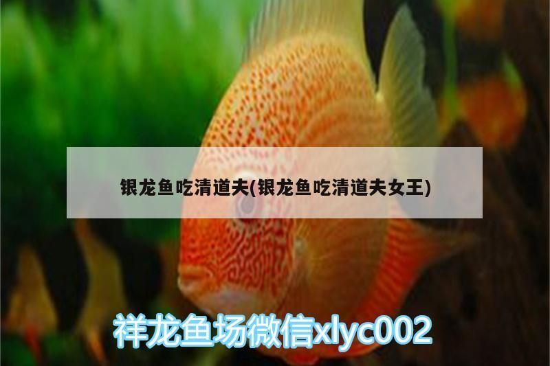 銀龍魚吃清道夫(銀龍魚吃清道夫女王)