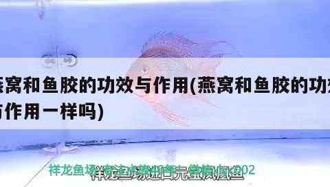 登封市市區華哥水族用品店