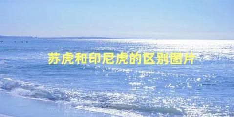 印尼虎蘇虎泰虎的區別：印尼虎、蘇虎和泰虎有什么區別？