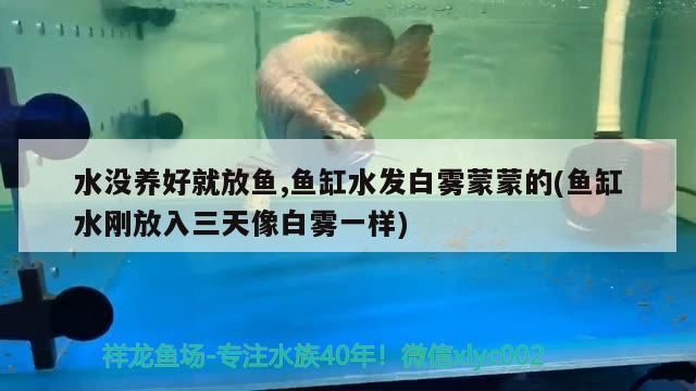 水沒養好就放魚,魚缸水發白霧蒙蒙的(魚缸水剛放入三天像白霧一樣)