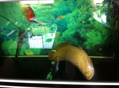 金龍魚繁殖后如何護理幼魚：金龍魚繁殖后幼魚的護理 金龍魚繁殖后如何護理幼魚：金龍魚繁殖后幼魚的護理 金龍魚百科 第4張