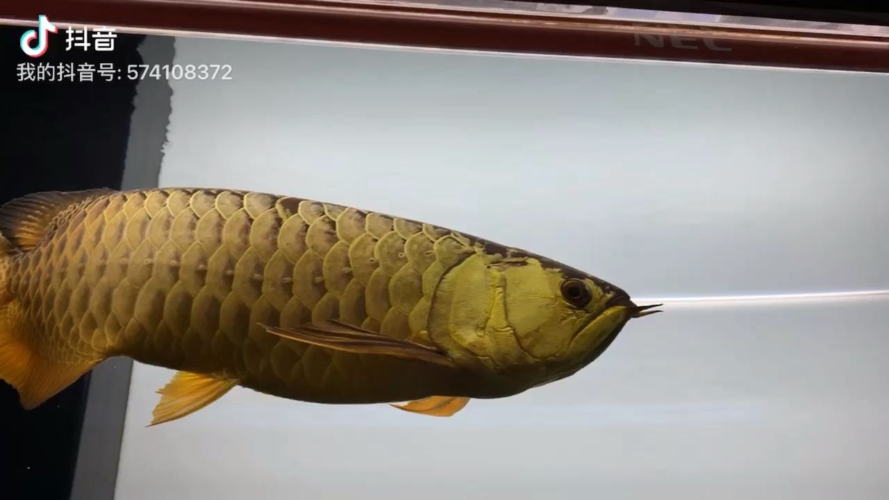 珠海市香洲這里有魚水族店 珠海市香洲這里有魚水族店 全國水族館企業名錄 第2張