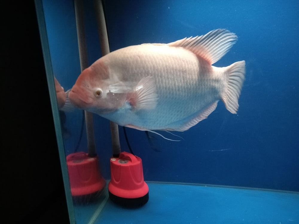 發財魚最近不吃食 龍魚論壇 第3張 發財魚最近不吃食 發財魚最近不吃食 龍魚論壇 第3張