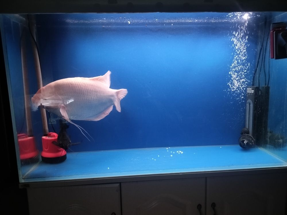 發財魚最近不吃食 龍魚論壇 第2張 發財魚最近不吃食 發財魚最近不吃食 龍魚論壇 第2張