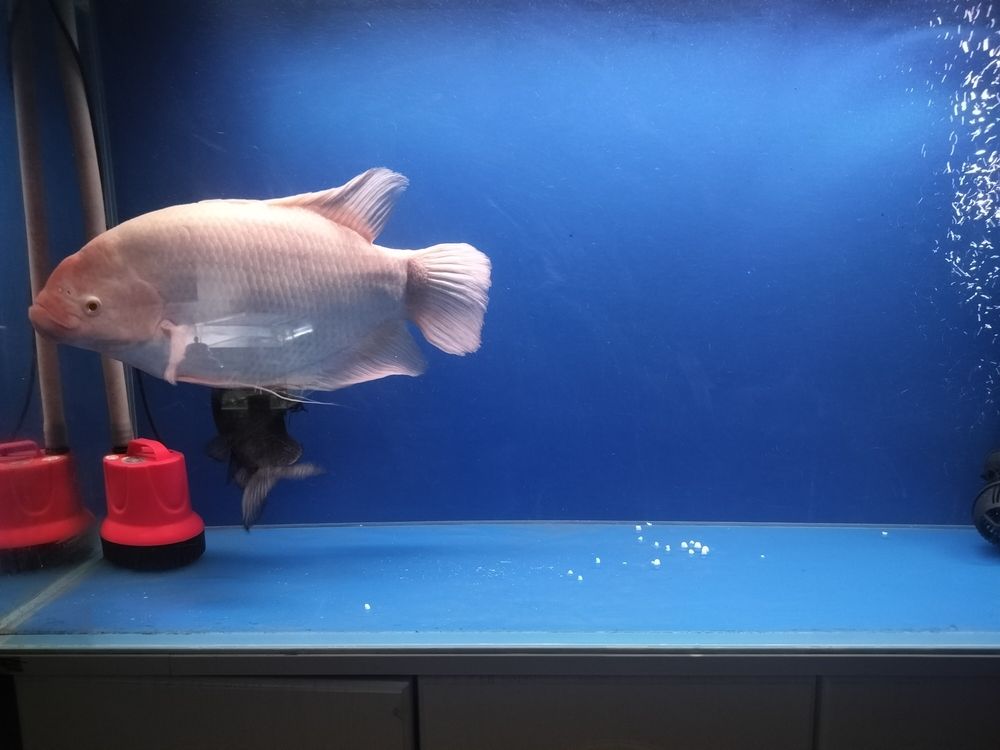 發財魚最近不吃食 龍魚論壇 第4張 發財魚最近不吃食 發財魚最近不吃食 龍魚論壇 第4張