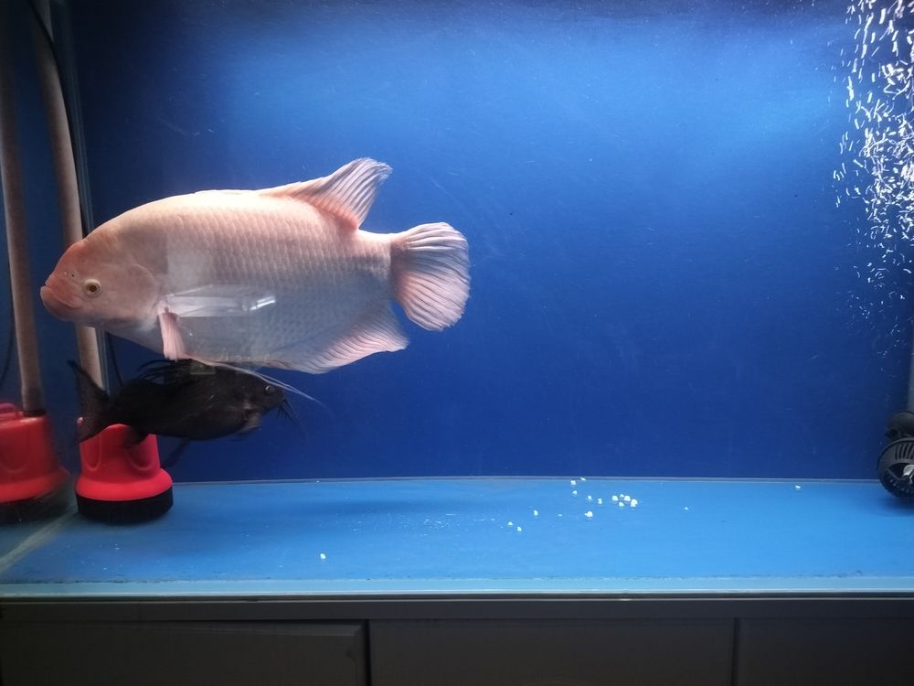 發財魚最近不吃食 龍魚論壇 第5張 發財魚最近不吃食 發財魚最近不吃食 龍魚論壇 第5張